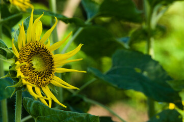 Sunflowers in summer, perfect to use as a background image or graphic resource