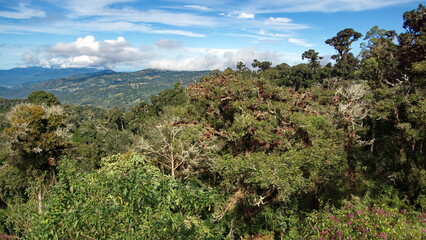Obraz premium Cloud forest on the slopes of the mountain at the high altitude Paraiso Quetzal Lodge outside of San Jose, Costa Rica