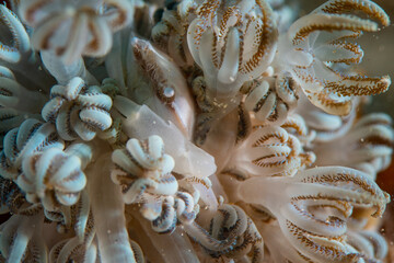 A porcelain crab on soft corals