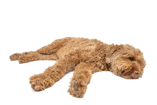 labradoodle laying down