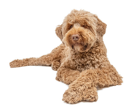 Labradoodle laying with legs crossed