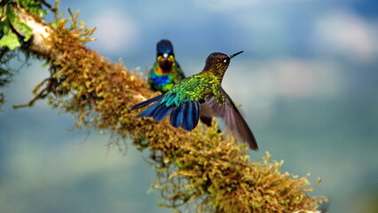 Fiery-throated hummingbirds (Panterpe insignis) at the high altitude Paraiso Quetzal Lodge outside of San Jose, Costa Rica
