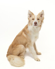Young border collie sitting
