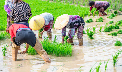 Farmer pulling rice seedlings in farmland