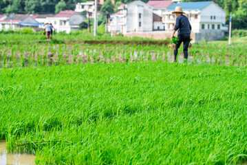 Farmer carrying rice seedlings