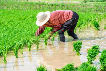 Farmer pulling rice seedlings in farmland