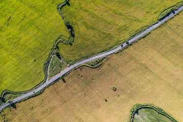 aerial drone photo of rice crops in Colombia