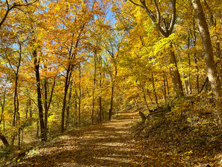 Yellow Autumn Tree Landscape With Path