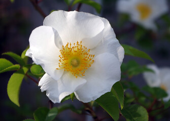 anemone rose