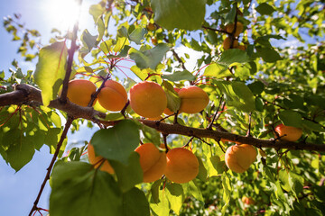 Ripe apricots in the orchard