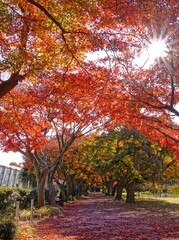 美し晩秋公園景色