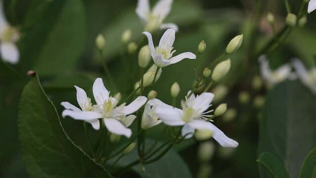 Blooming white clematis in the garden. Summer composition.
