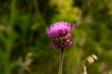 flower of a thistle