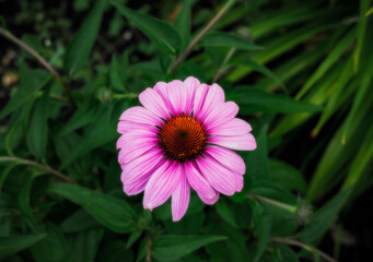 Obraz premium A purple flower with green weeds in the background. 