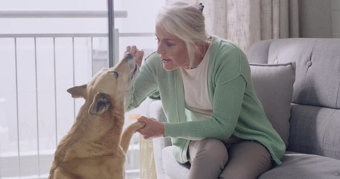 Dog giving paw to owner for a handshake at home. Mature woman teaching her clever pet tricks and rewarding treats for being good and obedient. Lady training a cute africanis mixbreed canine with food
