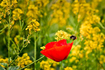 Bee eating in a poppy flower in a rapeseed field