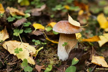 Boletus mushroom with yellow birch leaf on cap grows in autumn forest