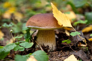 Porcini or Boletus mushroom with yellow birch leaf on cap grows in autumn forest