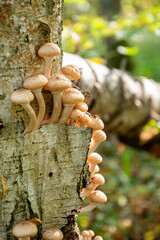 Armillaria or honey agaric mushrooms cluster grows from under birch tree bark