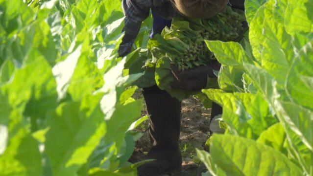 Farmer harvesting tobacco leaf in the plant