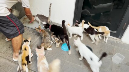 Cats Feeding Time Dry Food Pellets