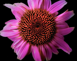 Pretty In Pink-1
