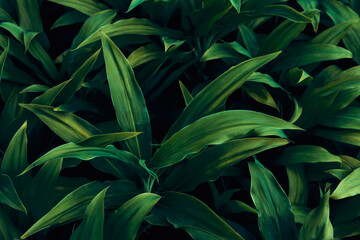 clean green leaves natural light. tropical leaves, abstract green leaves texture, nature background for wallpaper