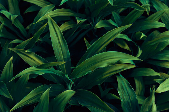 clean green leaves natural light. tropical leaves, abstract green leaves texture, nature background for wallpaper © SIRAPOB