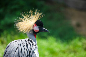 Portrait of an African Crowned Crane