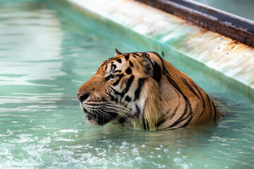 Fototapeta na wymiar Picture of a tiger's head facing to the left while soaking in water, wandering around thinking about it. because sleepy and bored On a hot day in Thailand