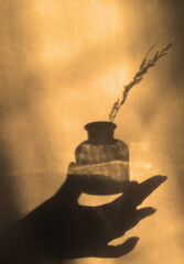 Blurred shadow of female hand and glass jar with tiny flower on sunset shade wall background....