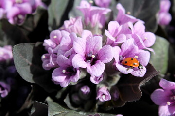 Pink lungwort flowers grow outdoors. Ladybug eats pollen.