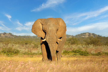 Large African elephant bull (Loxodonta africana), Etosha National Park, Namibia. - obrazy, fototapety, plakaty