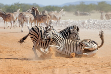 Fototapeta na wymiar Two plains zebra stallions (Equus burchelli) fighting, Etosha National Park, Namibia.