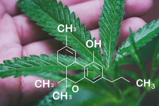 THCV molecular formula. Tetrahydrocannabivarin molecule structure on white background.
