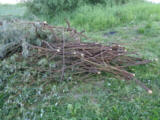 Obraz premium cut branches of bushes