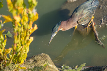 Green heron (Butorides striatus) is fishing. 