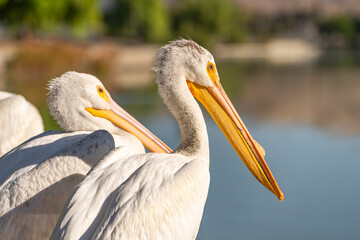 Close-up of a white pelican. 