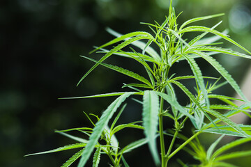 bush marijuana on blurred background.