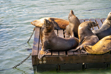 Fototapeta premium Sea lions at pier in San Francisco. 