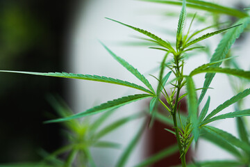 bush marijuana on blurred background.