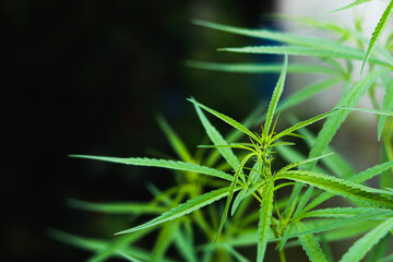 bush marijuana on blurred background.