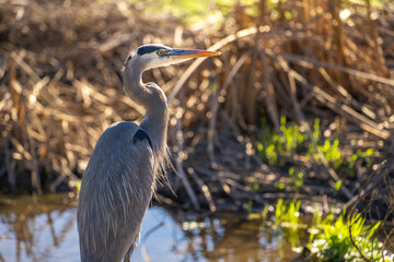 Close up of Great blue heron. Wildlife photography.	