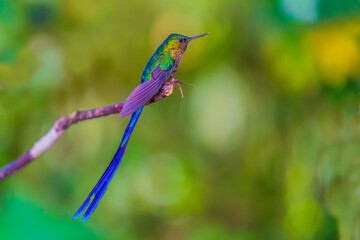 Violet-tailed sylph Hummingbird Long-tailed