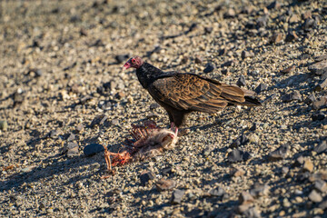 Turkey vulture (Cathartes aura) stands next to a dead animal.