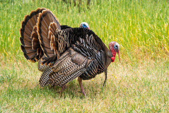 Wild turkeys (male) with tail feathers spread stands in a meadow.