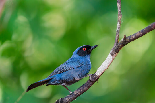 Masked Flowerpiercer