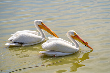 A pair of American white pelicans swim in the lake. 