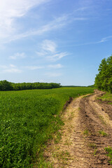 a dirt road located between a forest and a field on a sunny summer day.