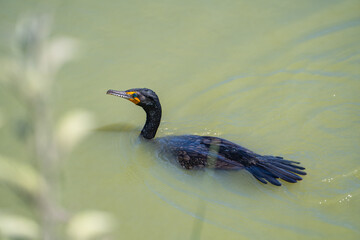 A double-crested cormorant swimming in the lake. 